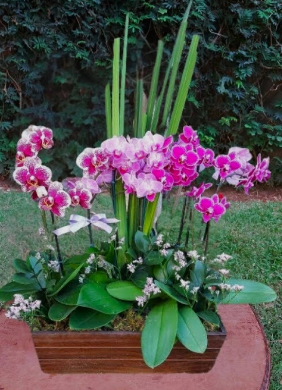 Orquídeas no cachepo
