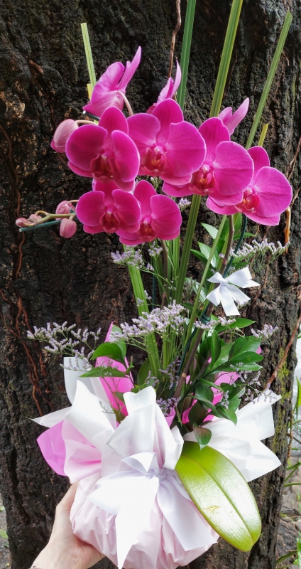 Orquídea pink 2 hastes