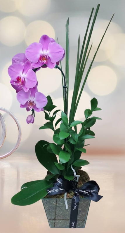 Orquídea Phalaenopsis Cascata no vidro