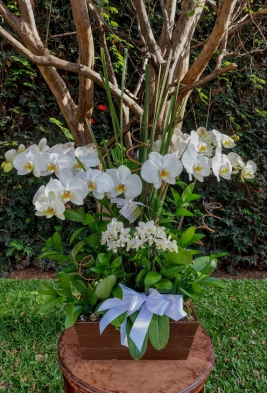 Conjunto de orquídeas no cachepot