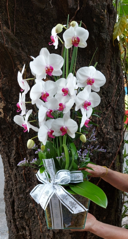 Orquídea Phalaenopsis na peça de vidro